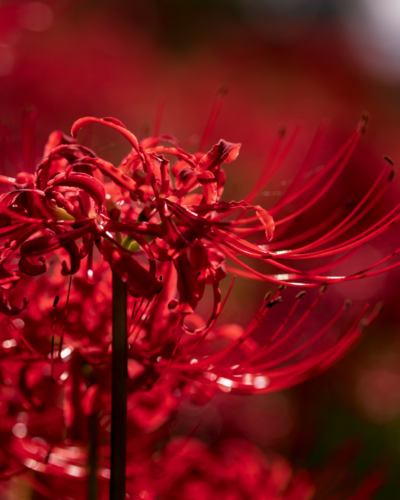 曼珠沙華/深紅♪