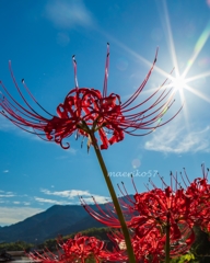 曼珠沙華/光芒キラキラ