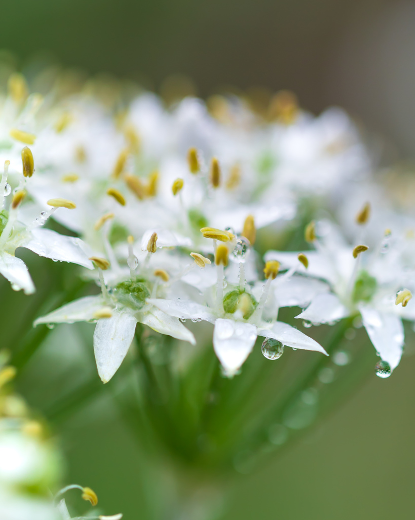 雨上がりのニラの花/雫が主役