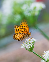 ニラの花と蝶