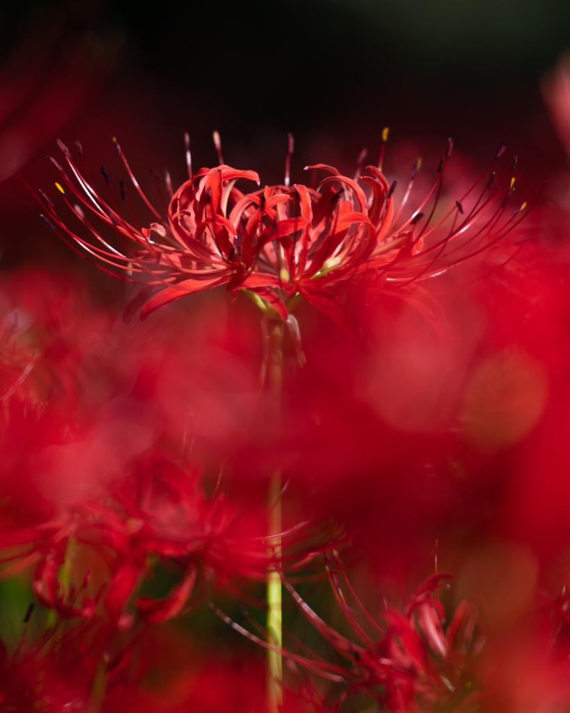 曼珠沙華 ローキーで By まえりこ Id 写真共有サイト Photohito