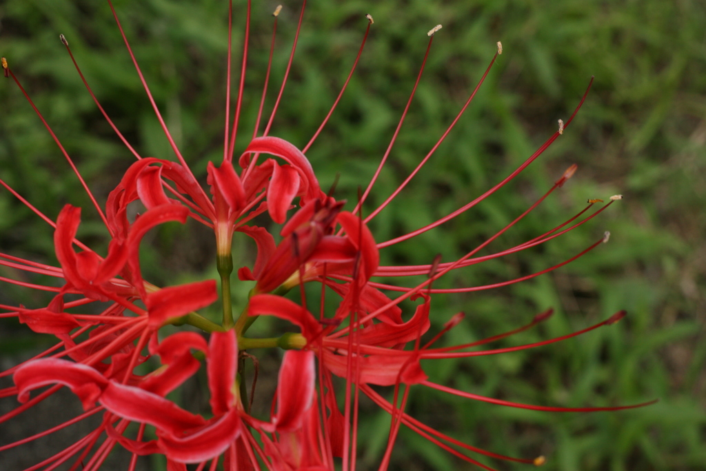 花さき山