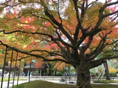 苔生す枝と紅さす葉