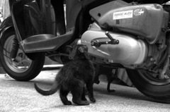 cat