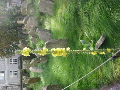 Old Jewish Cemetery