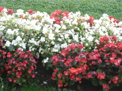Mirabellgarten