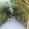 Mirabellgarten