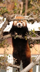 和歌山のレッサーパンダ