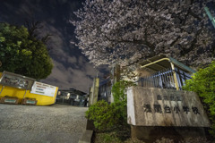 大井町の桜