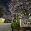 大井町の桜