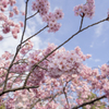 上野公園の桜