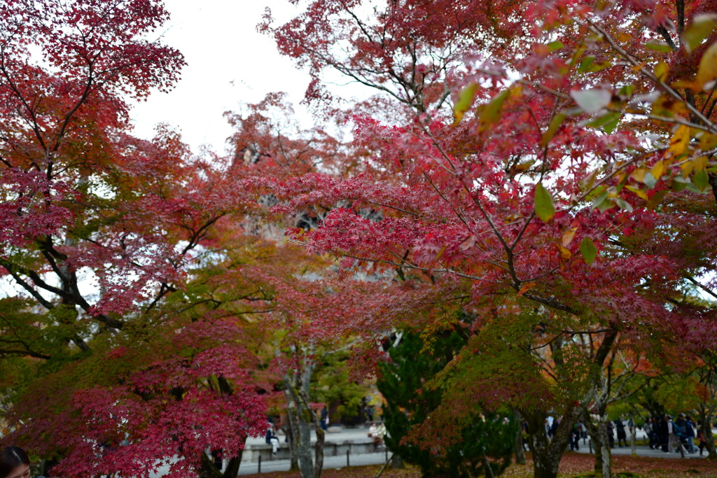 南禅寺紅葉6