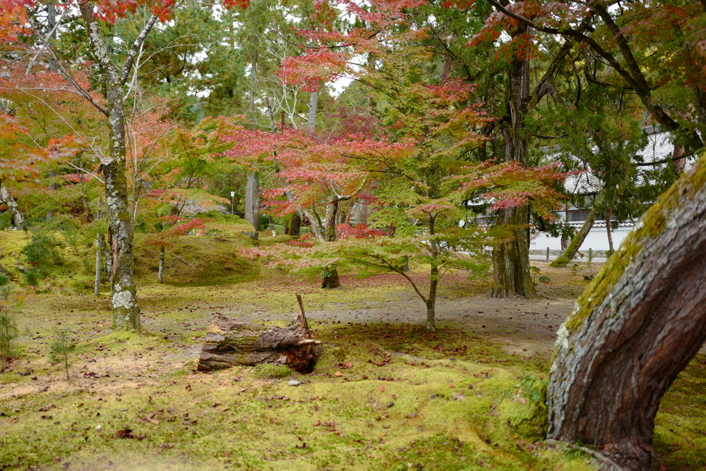 南禅寺紅葉5