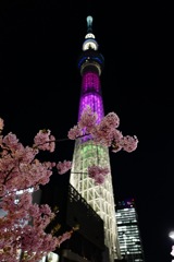 桜と東京スカイツリー