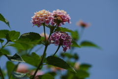 休日散歩②