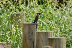 初カワセミ③