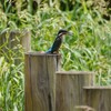 初カワセミ③