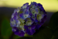 紫陽花①@小宮公園