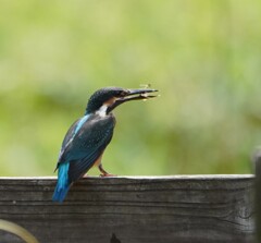 初カワセミ①