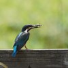 初カワセミ①