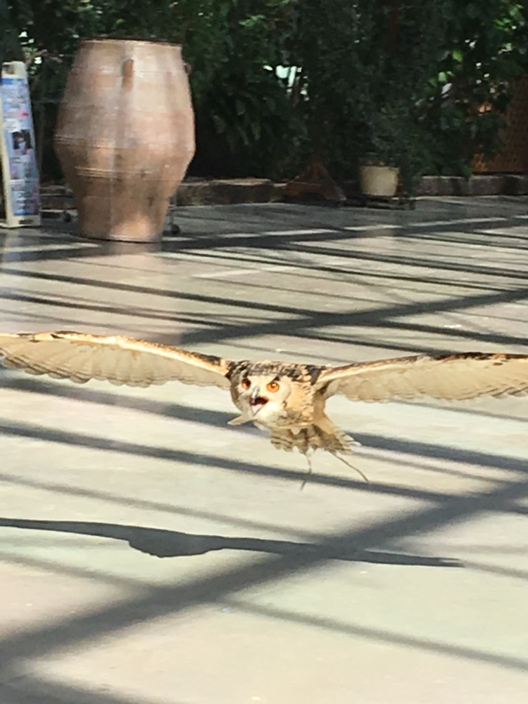 低空飛翔