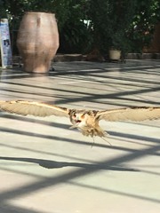 低空飛翔