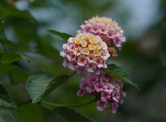 休日散歩①