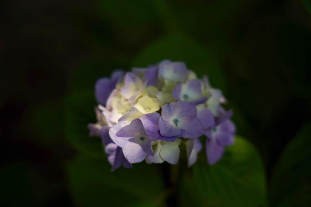 紫陽花②@小宮公園