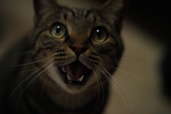 ナーオ♪
