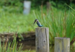 初カワセミ②