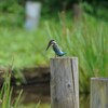 初カワセミ②