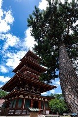 五重塔と松と…