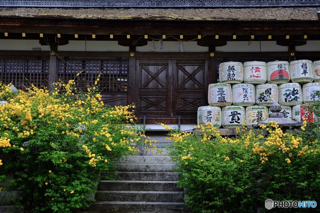山吹と日本酒と