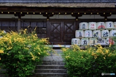 山吹と日本酒と