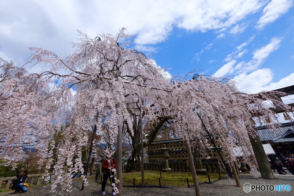枝垂れ桜