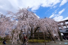 枝垂れ桜