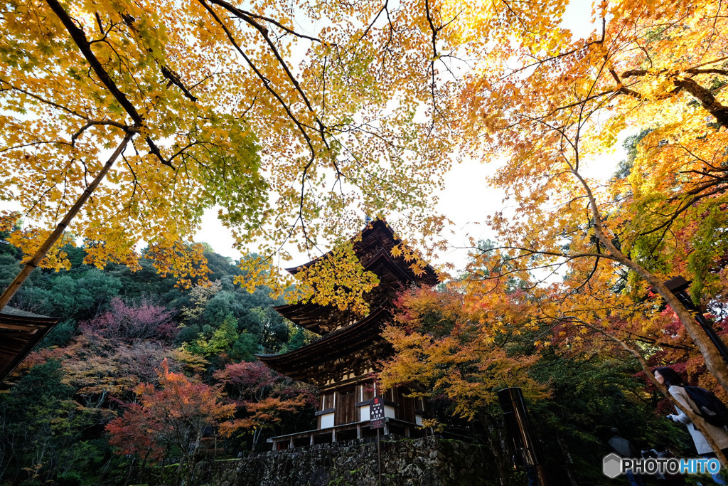 紅葉めぐり