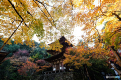 紅葉めぐり