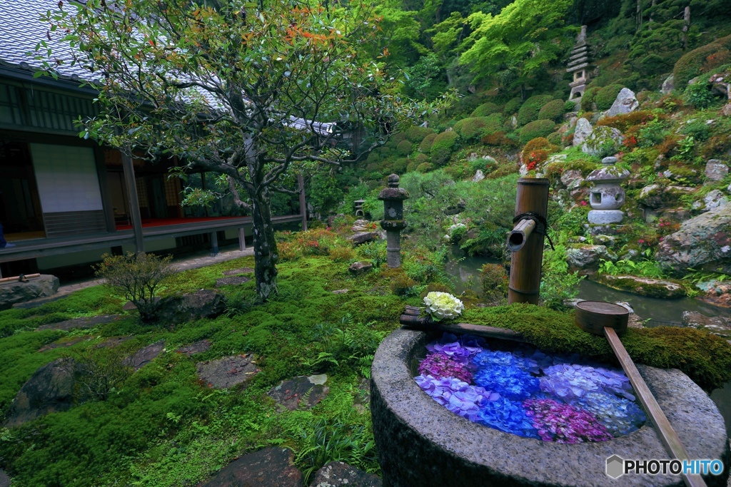 紫陽花の手水場②