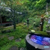 紫陽花の手水場②