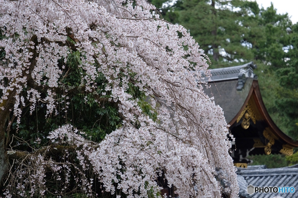 糸桜