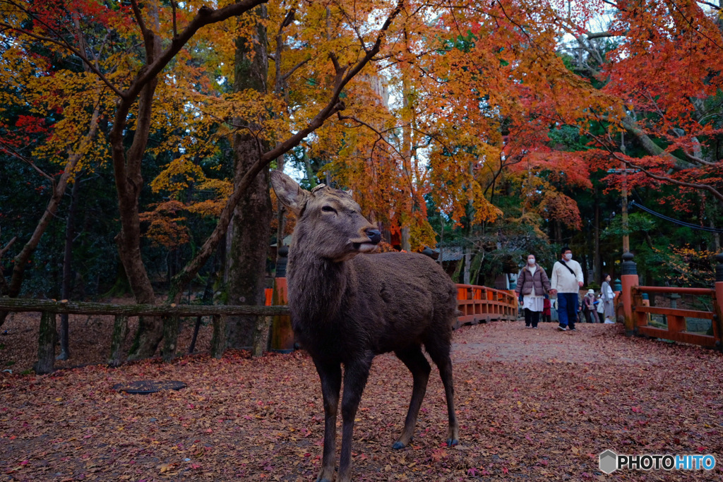 色とりどりⅣ