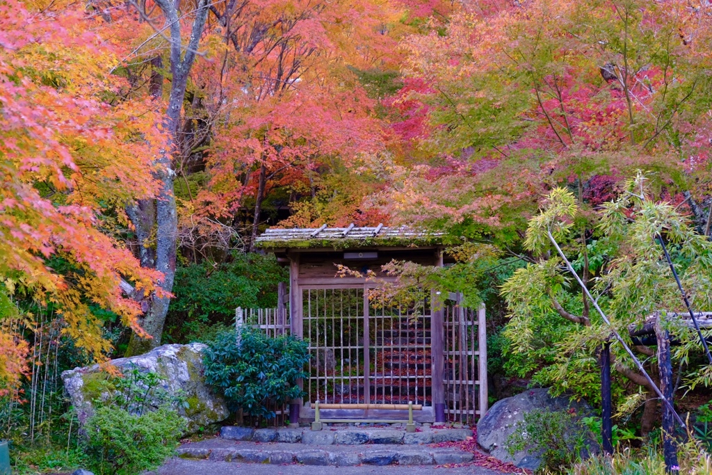 嵯峨野