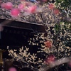 蠟梅
