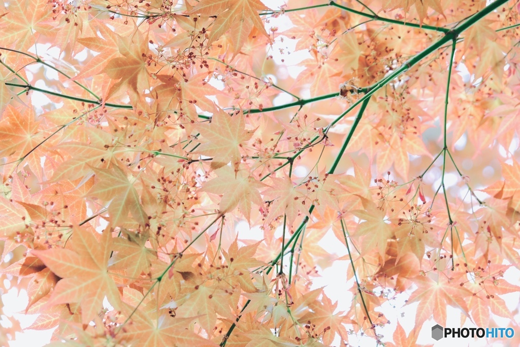 もみじの花