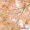 もみじの花