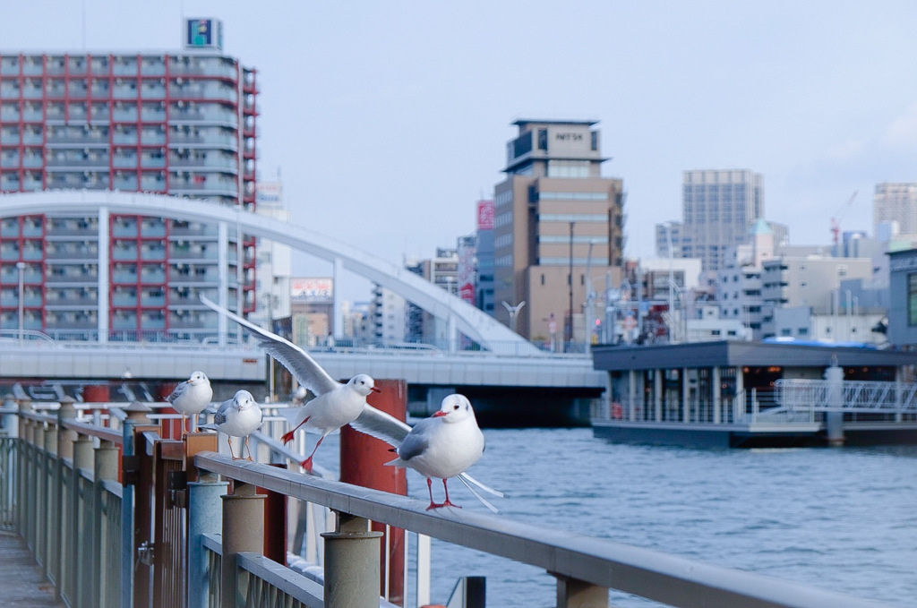 ちょっと素敵なカモメさん