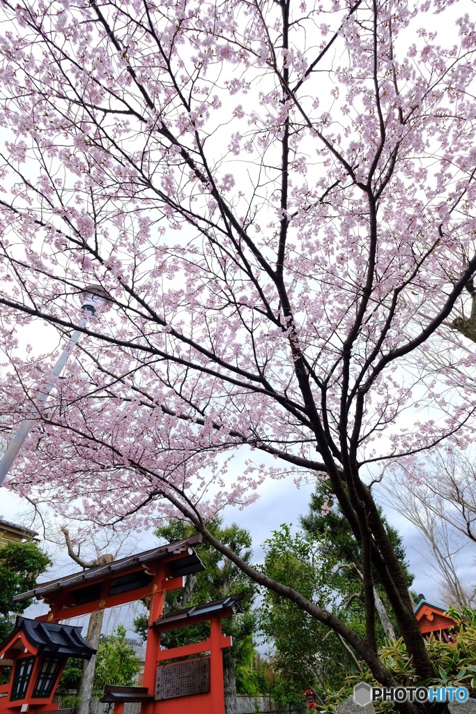 咲きはじめ