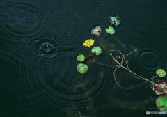 みずたま模様