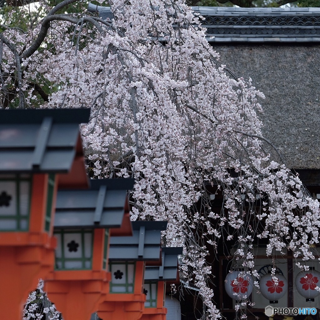 流れる桜